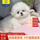 柴墨精品比熊幼犬雙血統(tǒng)茶杯犬韓系寵物狗活體家養(yǎng)白色卷毛小型犬 寵物級 【標體比熊】