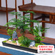 Only you【兩小時(shí)達(dá)】微景觀綠植盆栽室內(nèi)好養(yǎng)植物客廳辦公室中式開業(yè)喬遷 文竹