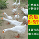 正宗東北老鵝笨大鵝整只農(nóng)村散養(yǎng)鵝粗纖維大鵝肉土鵝綠色現(xiàn)殺現(xiàn)發(fā) 大鵝8-9斤
