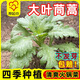 原起點(diǎn)大葉小葉茼蒿種子種籽皇帝菜秋冬冬季籽種蔬菜孑菜籽茼蒿菜種青菜 (精選良種)大葉茼蒿10g原裝