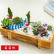 簡(jiǎn)詩(shī)多肉植物帶盆綠植花卉盆栽組合套餐辦公室多肉diy創(chuàng  )意微景觀(guān)盆景 萌萌噠（帶盆里所有）