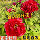 牡丹花苗大苗觀賞牡丹重瓣大花陽(yáng)臺(tái)盆栽庭院地栽耐寒耐熱牡丹樹(shù)苗 中國(guó)紅5-8分枝+送肥料 裸根不帶土
