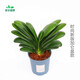 君子蘭盆栽精品寬葉圓頭和尚彩蘭苗五年大苗當年開(kāi)花卉綠植 圓頭12到13片葉+藍色時(shí)尚加侖盆 含盆