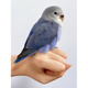 夢(mèng)茜兒（MEXEMINA）限量手養(yǎng)牡丹鸚鵡活鳥(niǎo)雛鳥(niǎo)高純紫羅蘭幼小鳥(niǎo)寵物親人好喂養(yǎng) 紫羅蘭 (普)+【喂養(yǎng)禮包】