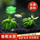森悠（SARYOR）香蕉草水草植物真草魚(yú)缸水草造景魚(yú)草缸綠植新手懶人養魚(yú)睡蓮浮萍 小號香蕉草3顆