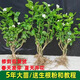 廣西橫縣茉莉苗五年苗老樁大苗批發(fā)花卉盆栽重瓣茉莉花濃香型直發(fā) 5年苗5棵 花期5-10月
