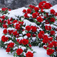 譽(yù)滿園（yumanyuan）薔薇花種子四季種子種植耐寒循環(huán)開花易活盆栽花卉種孑 紅雙喜玫瑰花種子100粒 +肥料