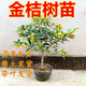 語安脆皮金桔苗帶果橘子苗桔子樹苗盆栽地栽南北方果樹脆皮沙糖桔苗 5年苗帶果發(fā)貨（四季結(jié)果）