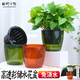 田間小徑塑料花盆自吸水懶人盆桌面水培綠植花卉透明圓形花盆免澆水綠蘿盆 H006綠色懶人花盆（內(nèi)盆+外盆）