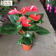 孫凱（SUNKAI）紅掌粉掌鴻運當頭白掌室內辦公室四季開(kāi)花植物 紅掌(普通塑料盆)4~6朵花 含盆
