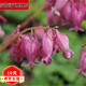 菏澤荷包牡丹花苗盆栽地栽四季牡丹根塊庭院陽(yáng)臺耐寒牡丹花苗 華麗 2年根
