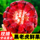 千果娘娘新鮮特級廣西黑老虎果 布福娜惡魔果 不常見(jiàn)養生水果孕婦果 精選大果【單果4兩+】 2斤【口感清淡適合消磨時(shí)光】