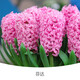 左家花園 進(jìn)口3個(gè)風(fēng)信子種球大球水培辦公室內土培盆栽冬季開(kāi)花新手易養 芬達3球 周長(cháng)16-17cm