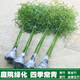 竹子樹(shù)苗紫竹盆栽庭院綠化景觀(guān)竹苗四季常青竹子樹(shù)苗北方耐寒植物 青竹1.5公分粗