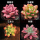 百潮盛多肉植物 小盆栽批發(fā)豪華套裝多肉組合桃蛋玉露綠植花卉園藝 【如圖品種】姬馬乙秋+盆土 選項文字有標注