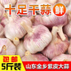 柏饞2023農(nóng)家自種當(dāng)季5斤大果山東現(xiàn)挖紫皮干大蒜多瓣大蒜頭