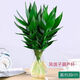 水培觀(guān)音竹富貴竹室內植物辦公室客廳臥室四季常青易養綠植 觀(guān)音竹一顆不帶盆