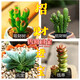 百潮盛招財(cái)進(jìn)寶 吸財(cái)樹(shù)多肉植物 搖錢(qián)樹(shù)錢(qián)串元寶多肉防輻射辦公陽(yáng)臺(tái)盆栽 招財(cái)進(jìn)寶系列4顆【送塑料小盆+土