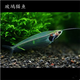 魚(yú)官兒漂亮寶貝燈鳉魚(yú)魔鬼刀黑羽毛玻璃貓鉆石彩虹鯽魚(yú)原生缸觀賞小魚(yú) 4-6cm玻璃貓3條