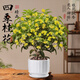 臨雅四季桂花盆栽樹(shù)苗新中式盆景矮樁綠植盆栽植物暖白盆 源頭直發(fā)