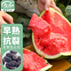 壽禾 西瓜種子苗甘甜多汁皮薄家庭盆栽種植水果種籽 美都西瓜種子25粒