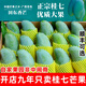 南步桂七芒果【順豐速發(fā)】廣西百色田東大青皮芒貴七香芒新鮮水果禮盒 9斤特大果【單果5兩+】普通快遞