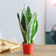 意軒金邊虎皮蘭盆栽多肉易活水培植物綠植辦公室內花卉大全客廳虎尾蘭 3顆虎皮蘭30cm+原盆土+送肥 含盆