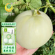 鳳鳴雅世玉菇甜瓜種子白皮綠肉超甜哈密瓜種中熟正品四季冰淇淋甜瓜50粒