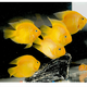 活體寵物熱帶觀(guān)賞魚(yú)黃鸚鵡黃金元寶黃財神發(fā)財魚(yú)中大型魚(yú)活體黃金鸚鵡包活 8-10CM黃金鸚鵡