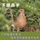鵪鶉活苗下蛋青年鵪鶉雞苗陽(yáng)臺散養產(chǎn)蛋王黃羽鵪鶉寵物活物雞活體 1公4母【到家可下蛋】