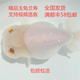 金魚(yú)（Jinyu）精品蘭壽觀(guān)賞魚(yú)蘭壽苗玉兔壽淡冷水魚(yú)好養賽級金魚(yú) 精品玉兔壽7-8CM