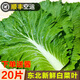 辰實【順豐空運(yùn)】東北大白菜葉 包飯葉新鮮 農(nóng)家蔬菜 包白菜葉子蘸醬 20片白菜葉+醬