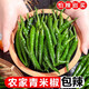 山間果好廣西頭茬新苗新鮮青朝天椒小米辣椒青米辣椒特辣現(xiàn)摘整箱速發(fā) 青小米辣 5斤