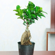 卉軒居大榕樹(shù)盆景辦公室內桌面客廳綠植物花卉人參榕四季常青小榕樹(shù)盆栽 【特價(jià)】小榕樹(shù)15-20cm 含盆