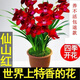 高品質(zhì) 超壯苗 養(yǎng)不死的蘭花【10年苗耐寒】超香型 仙山紅 花卉 仙山紅 2苗連體 帶育苗盆土