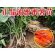 嘉瑰山東煙薯25號苗紅薯苗西瓜紅六鰲蜜薯板栗薯紫薯脫毒地瓜番薯秧苗 0斤 煙薯25苗100棵