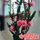 傾奢令箭荷花 盆栽花卉室內綠植 仙人掌多肉植物 葉片扦插苗 東北小粉10到15厘米帶根