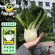 鳳鳴雅世球莖茴香種子10克球莖茴香種子結球荷蘭四季播大田耐寒特色蔬菜孑