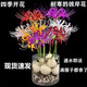 卓天（ZHUOTIAN）綠植彼岸花球根曼珠沙華盆栽彼岸花石蒜花室內花卉盆栽 混色彼岸花種球10個(gè)