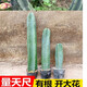 孫凱（SUNKAI）仙人柱仙人掌科仙人球多肉植物盆栽開花辦公室實(shí)生 量天尺 有根50cm左右 裸根不帶土