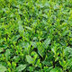 正宗茶葉苗龍井茶樹(shù)苗綠茶苗鐵觀(guān)音茶苗白茶樹(shù)苗毛尖茶苗早茶苗 耐寒綠茶茶苗 3年苗一顆