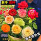 玫瑰花種籽子循環(huán)開花盆栽花卉植物易爆盆室內(nèi)外鮮花種子陽臺花籽 玫瑰花種子【混色】300粒+肥