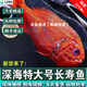 鹿凌青 超大船凍大號(hào)深海長(zhǎng)壽魚禮盒裝 橙鯛 富貴魚 年貨海鮮水產(chǎn)魚類 去冰凈重：2.0斤 1條