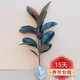 橡皮樹盆栽 橡皮樹黑金剛盆栽花盆苗客廳室內(nèi)綠葉大葉型植物Y 70-80cm高1棵  不含盆