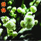 駿灝梅花盆景樹(shù)樁梅花樹(shù)苗臘梅苗紅梅綠梅烏梅花苗盆栽美人梅花苗梅