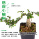 吸水石上水石盆景假山珍珠草 植物金錢麻陸地生小草綠植攀爬喜水 懸崖小榆樹
