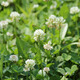 綠林花語(yǔ)白三葉草種子凈籽白花四季青多年生護坡綠化公園別墅小區綠化草籽