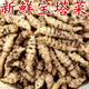 囧仙子螺絲菜新鮮寶塔菜地環(huán)甘露草石蠶地牯牛蔬菜現(xiàn)挖現(xiàn)發(fā) 地環(huán)菜 2斤
