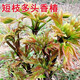 七抒香椿苗紅油香椿樹(shù)苗香春樹(shù)的樹(shù)苗新鮮盆地栽食用香春芽樹(shù)香椿 根生2年苗