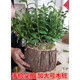石斛花盆栽【帶木樁發(fā)貨】鐵皮石斛苗樹(shù)樁盆栽室內綠植盆景花卉加 鐵皮石斛木樁18-20苗 (已生根)帶